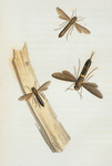 Tremex: Tremex obsoletus, Tremex columba.