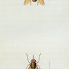 Pangonia: Pangonia incisuralis.