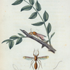 Heteromyia: Heteromyia fasciata.