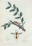 Heteromyia: Heteromyia fasciata.