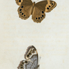 Hipparchia: Hipparchia andromacha.