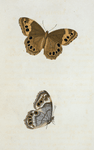 Hipparchia: Hipparchia andromacha.