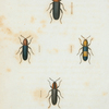 Languria: Languria bicolor, Languria mozardi, Languria puncticollis, Languria trifasciata.