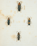 Languria: Languria bicolor, Languria mozardi, Languria puncticollis, Languria trifasciata.