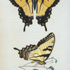 Papilio: Papilio turnus.