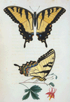 Papilio: Papilio turnus.