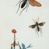 Pompilus: Pompilus formosus, Pompilus unifasciatus, Pompilus turminatus.
