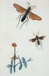 Pompilus: Pompilus formosus, Pompilus unifasciatus, Pompilus turminatus.