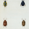 Tetyra: Tetyra fimbriata, Tetyra cinctipes, Tetyra violacea, Tetyra alternata.