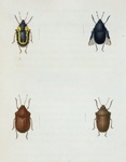 Tetyra: Tetyra fimbriata, Tetyra cinctipes, Tetyra violacea, Tetyra alternata.
