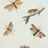 Phryganea: Phryganea subfasciata, Phryganea dossuaria, Phryganea semifasciata, Phryganea interrupta.