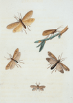 Phryganea: Phryganea subfasciata, Phryganea dossuaria, Phryganea semifasciata, Phryganea interrupta.