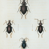 Cychrus: Cychrus viduus, Sphæroderus, Sphæroderus stenostomus, Sphæroderus bilobus, Scaphinotus, Scaphinotus elevatus.