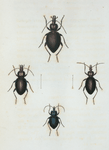 Cychrus: Cychrus viduus, Sphæroderus, Sphæroderus stenostomus, Sphæroderus bilobus, Scaphinotus, Scaphinotus elevatus.