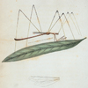 Ploiaria: Ploiaria brevipennis.