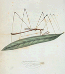 Ploiaria: Ploiaria brevipennis.