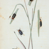 Malachius: Malachius bipunctatus, Malachius tricolor, Malachius nigriceps, Malachius vittatus, Malachius otiosus.