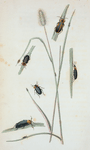 Malachius: Malachius bipunctatus, Malachius tricolor, Malachius nigriceps, Malachius vittatus, Malachius otiosus.