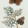 Hipparchia: Hipparchia semidea.
