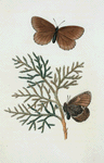 Hipparchia: Hipparchia semidea.
