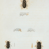Boletophagus: Boletophagus cornutus, Boletophagus corticola.