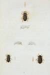 Boletophagus: Boletophagus cornutus, Boletophagus corticola.
