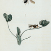 Sphyracephala: Sphyracephala brevicornis.