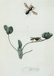 Sphyracephala: Sphyracephala brevicornis.