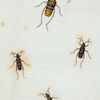 Crytus: Crytus speciosus, hamatus, Crytus undulatus, Crytus caprea.