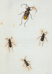 Crytus: Crytus speciosus, hamatus, Crytus undulatus, Crytus caprea.