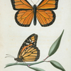 Danaus: Danaus plexippus.