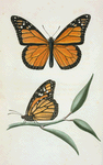 Danaus: Danaus plexippus.