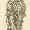 Print illustrating Du rhinocerot.