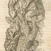 Print illustrating Du taureau sauuage.