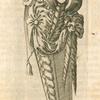 Print illustrating  Du taureau.