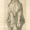 Print illustrating De la vache.