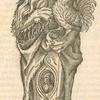 Print illustrating Du lion.