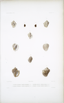 1. Purpre bufonide, Purpura bufonides; 2. Pourpre beante . . .