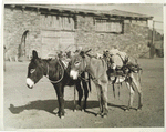 At the old stone farm of Lorenzo Hubbell, Ganado, Ariz., 1926.