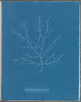 Gigartina purpurascens