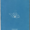 Gigartina erecta