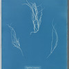 Gigartina compressa
