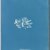Chondrus Brodiæi