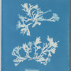 Phyllophora rubens