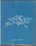 Sphaerococcus coronopifolius