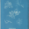 Gelidium corneum vars.