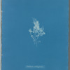 Gelidium cartilagineum