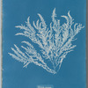 Ptilota sericea