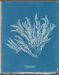 Ptilota sericea