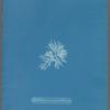 Callithamnion gracillimum [loose plate]